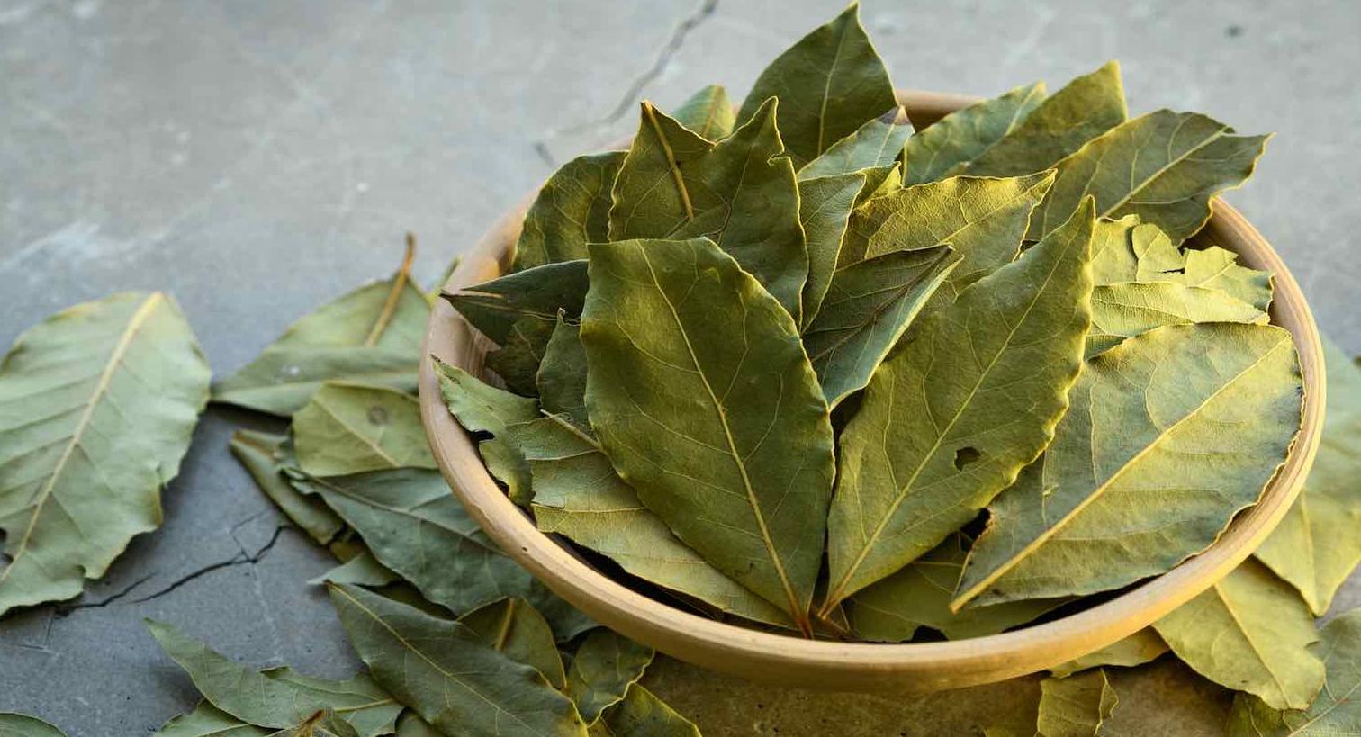 "Découvrez les avantages de Bay Laurel: Guide de santé complet"