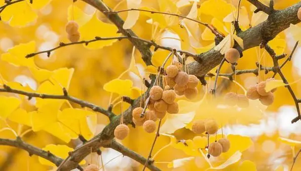 ginko biloba