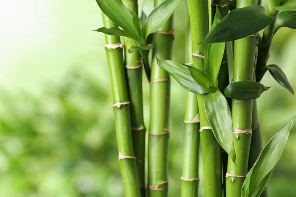 bambou