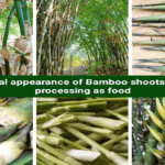 "Les avantages inconnus du bambou en médecine naturelle"