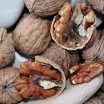 Les avantages inconnus du bambou en médecine naturelle