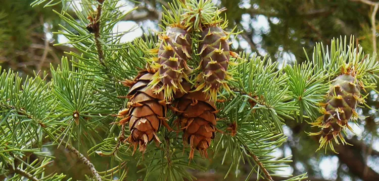 sapin de douglas