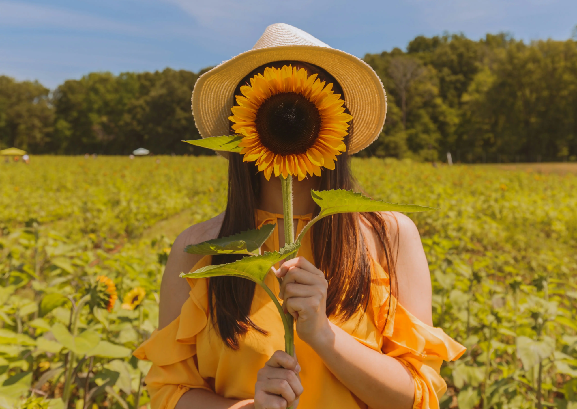 tournesol
